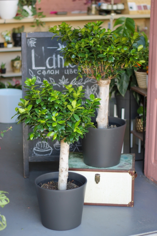 Фикус Гинсенг / Ficus microcarpa