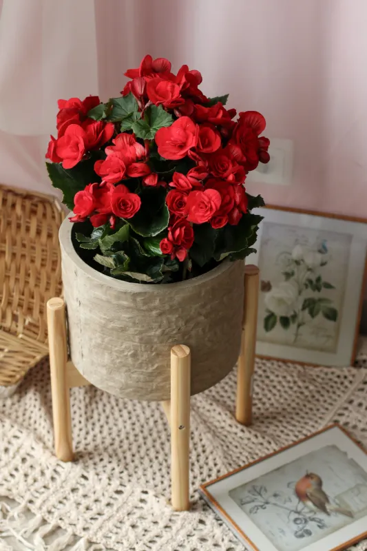 Бегония / Begonia