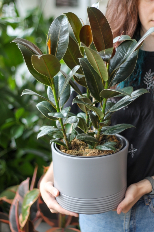 Фикус Эластика / Ficus elastica