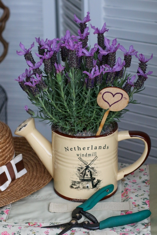 Лаванда