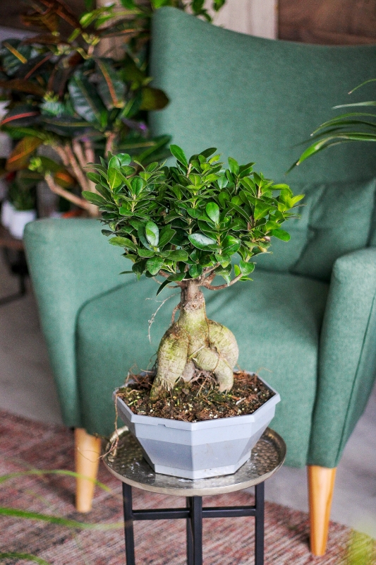 Фикус Гинсенг / Ficus microcarpa