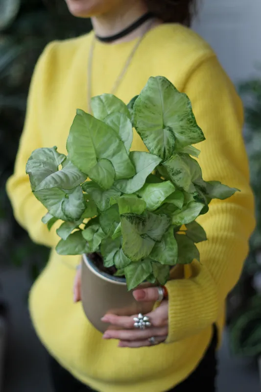 Сингониум Вайт Баттерфляй / Syngonium White Butterfly