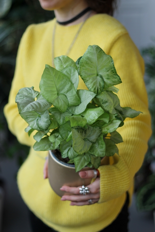 Сингониум Вайт Баттерфляй / Syngonium White Butterfly