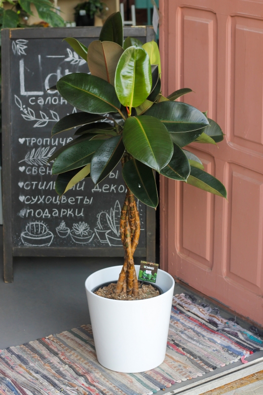 Фикус Робуста на косичке / Ficus elastica Robusta