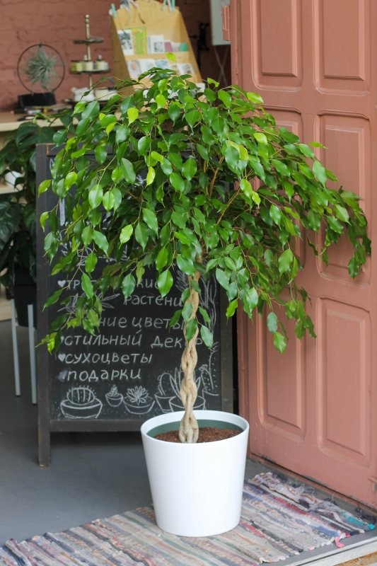 Фикус бенджамина / Ficus benjamina