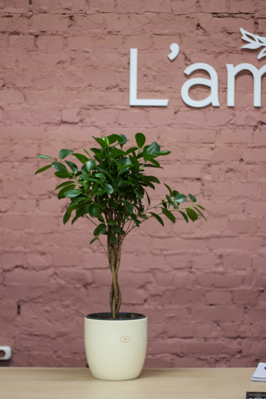 Фикус Мокламе / Ficus microcarpa Moclame