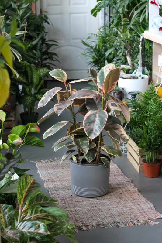 Фикус Белиз / Ficus elastica Belize