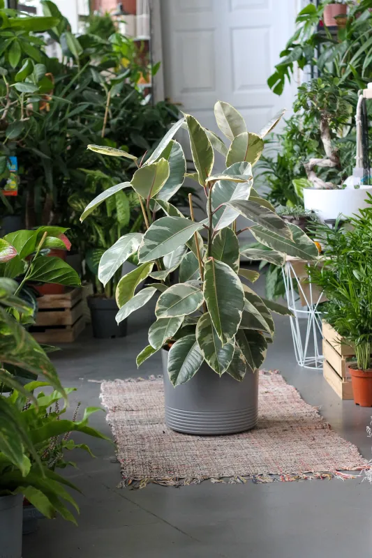 Фикус Тинеке / Ficus Tineke