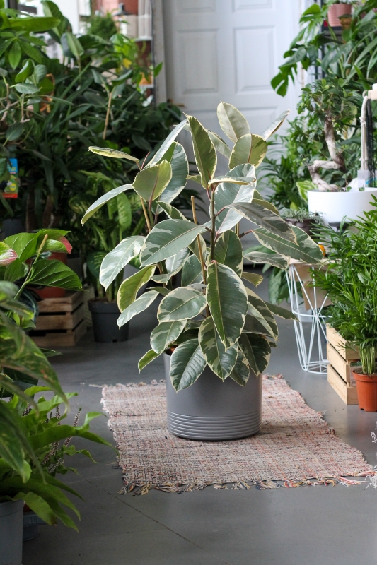 Фикус Тинеке / Ficus Tineke