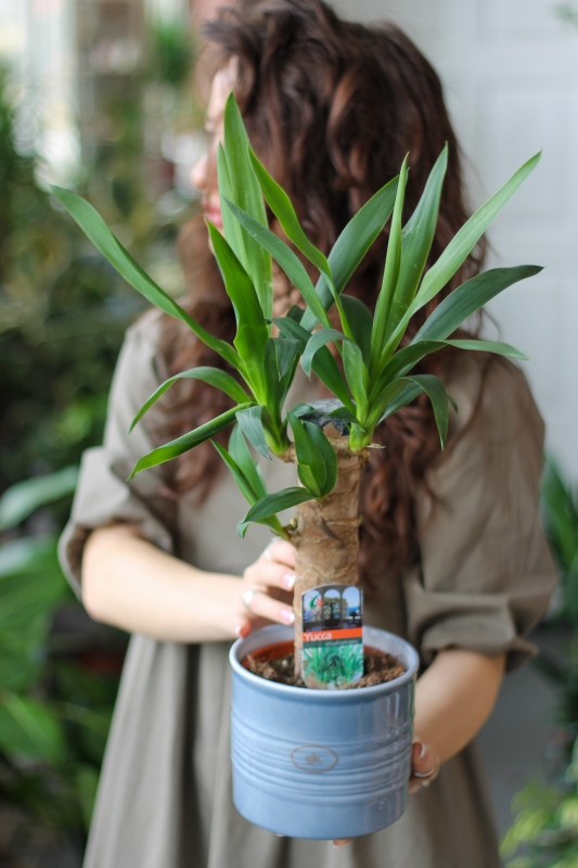 Юкка / Yucca