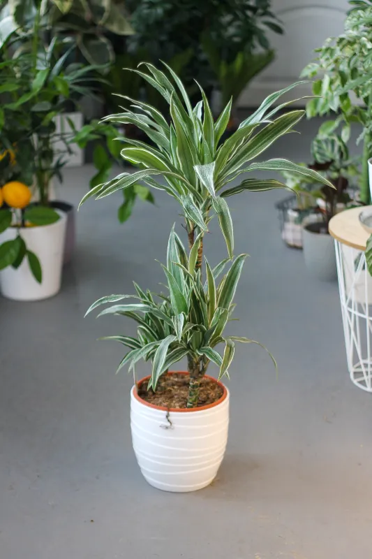 Драцена Сандера / Dracena sanderiana