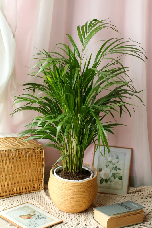 Арека / Areca