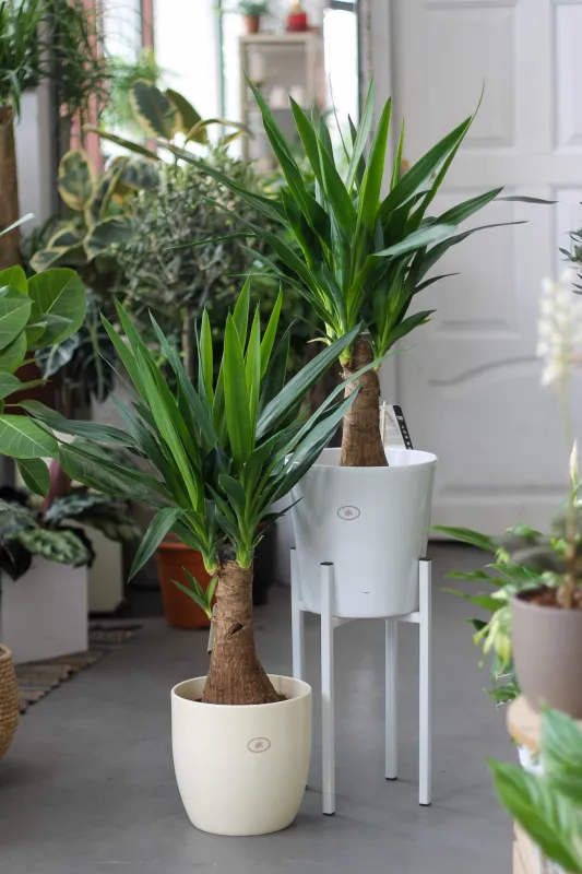 Юкка / Yucca