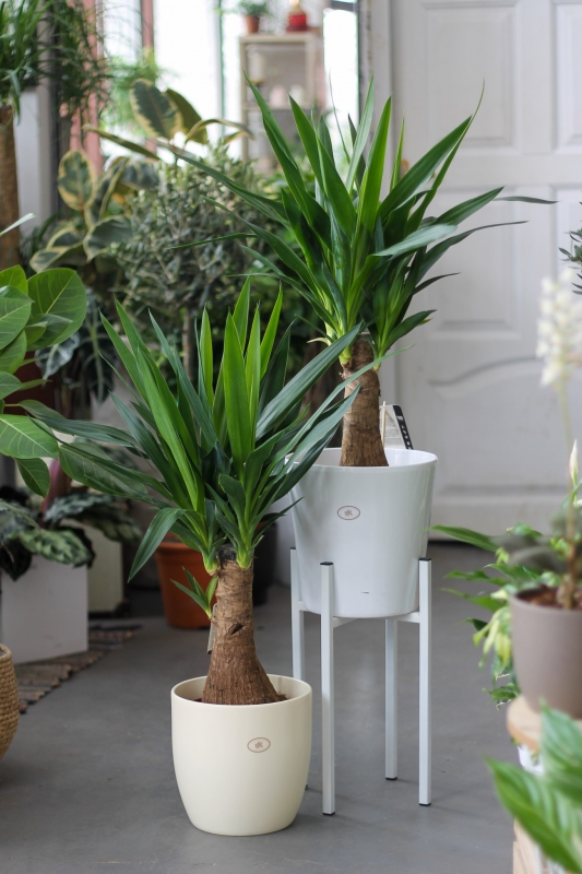 Юкка / Yucca