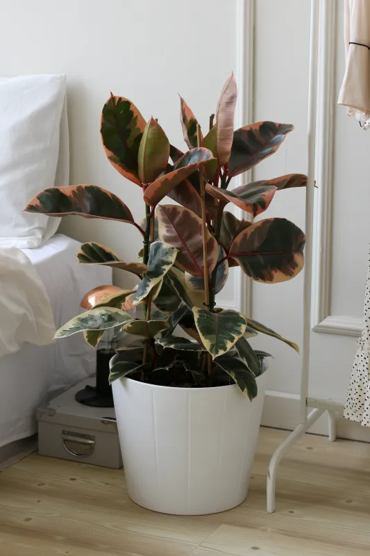 Фикус Эластика Белиз / Ficus Elastica Belize