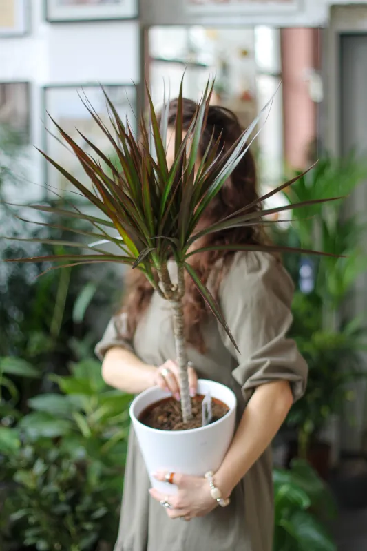 Драцена окаймленная Маргината 1 ствол / Dracena marginata 