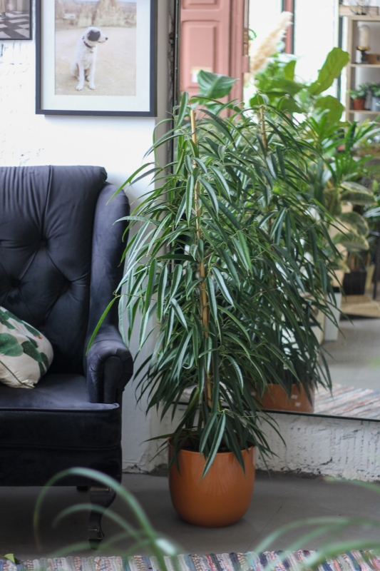 Фикус Биннендийка Али / Ficus Binnendijkii Alii