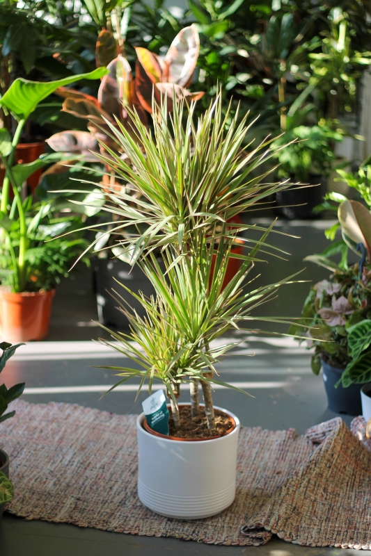 Драцена окаймленная Маргината на трех стволах/ Dracena marginata