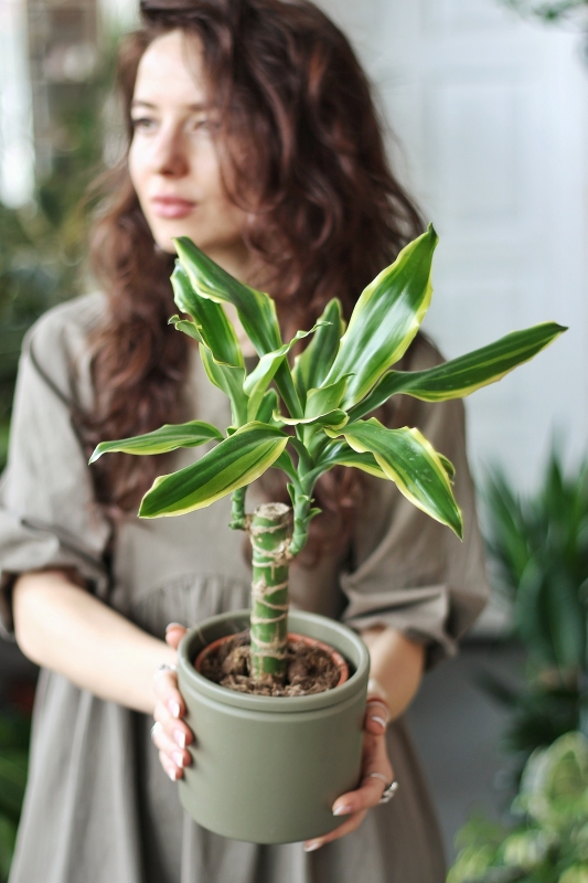 Драцена отогнутая / Dracaena reflexa