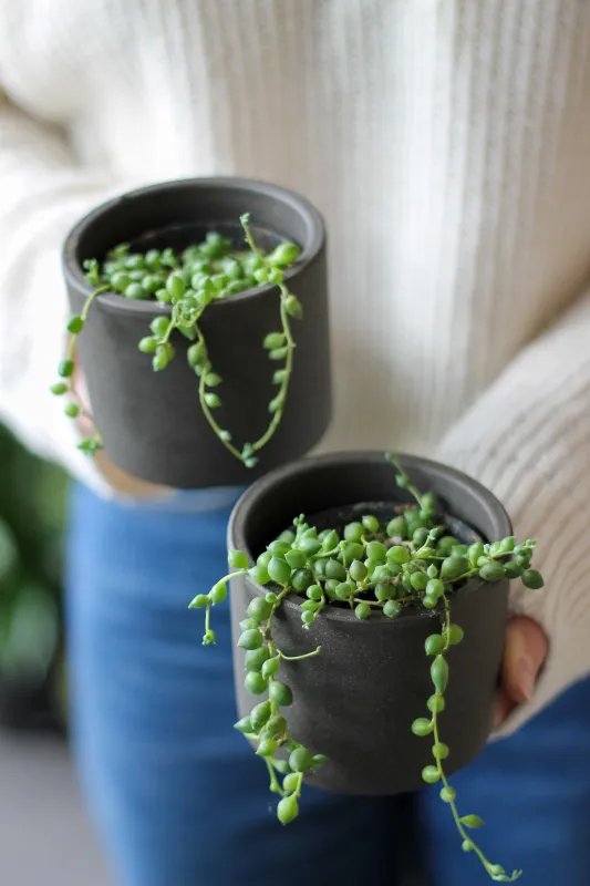 Крестовник Роули / Senecio rowleyanus