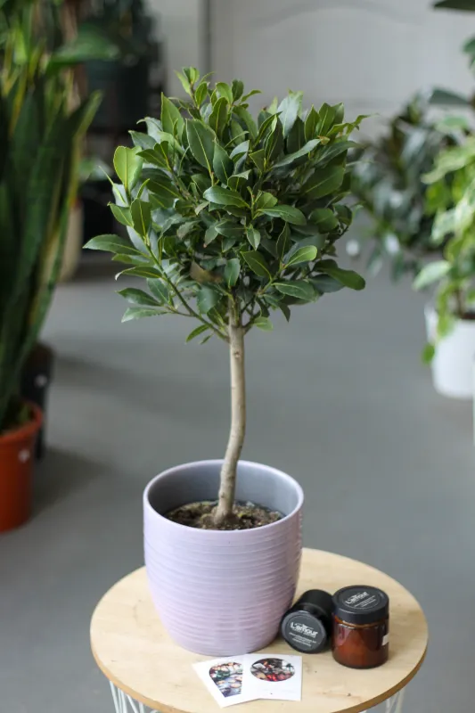 Лавр благородный / Laurus nobilis