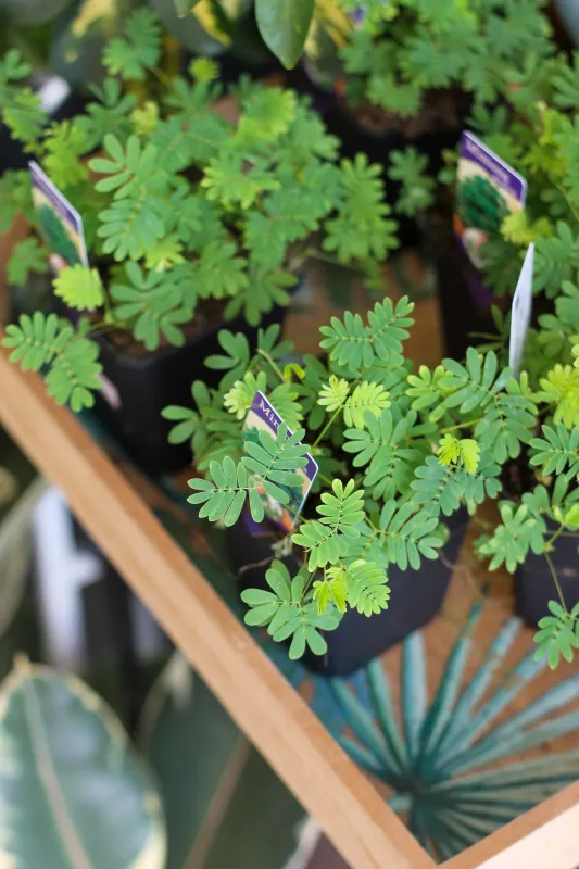 Мимоза стыдливая / Mimosa pudica