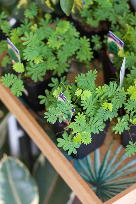 Мимоза стыдливая / Mimosa pudica