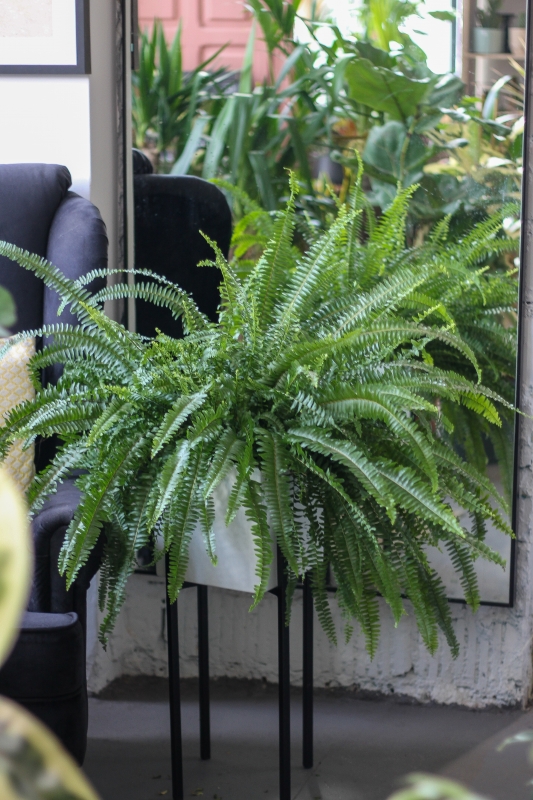 Папоротник нефролепис / Nephrolepis