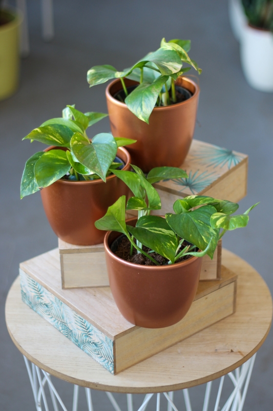 Эпипремнум Золотистый / Epipremnum aureum