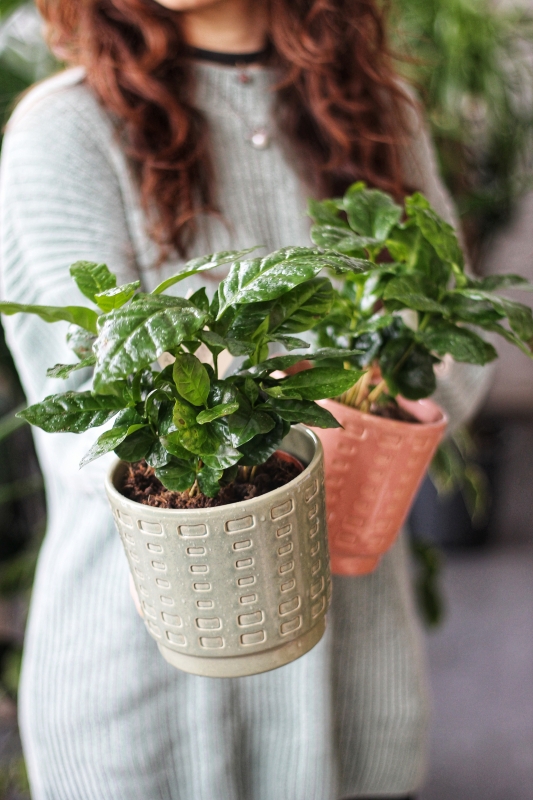 Кофейное дерево / Coffea 