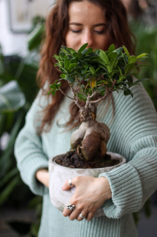 Фикус Гинсенг / Ficus microcarpa
