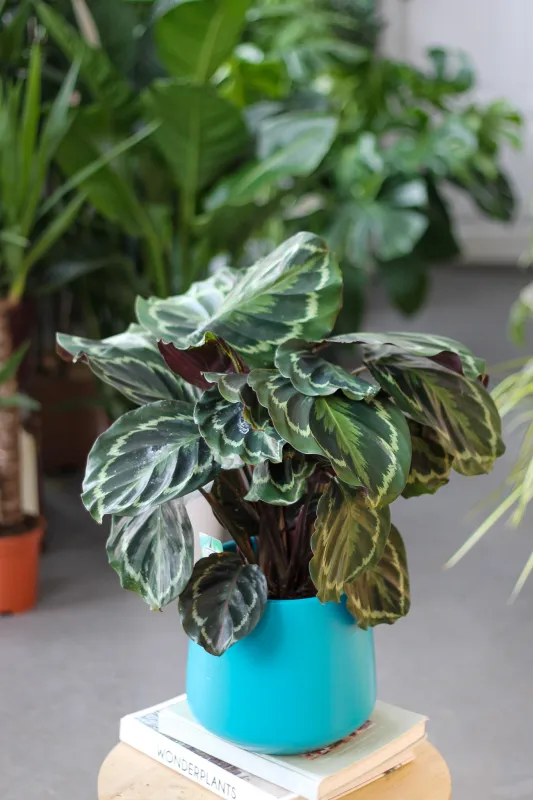 Калатея медальон / Calathea Medallion