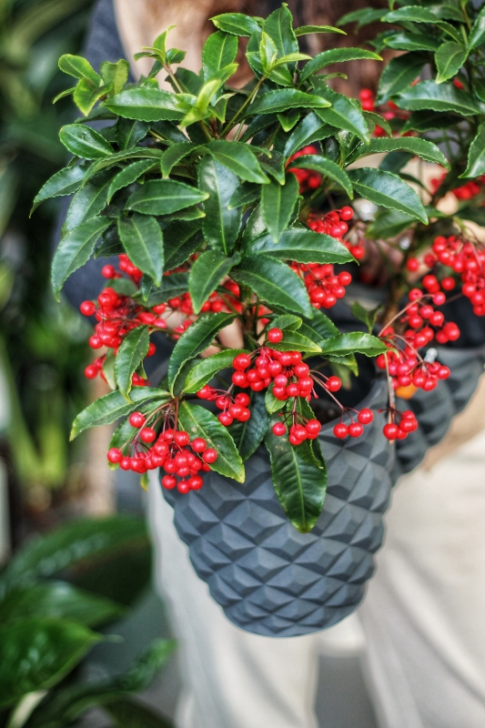 Ардизия / Ardisia crenata