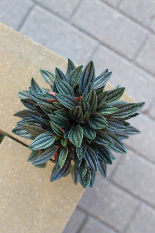 Пеперомия Россо / Peperomia Rosso