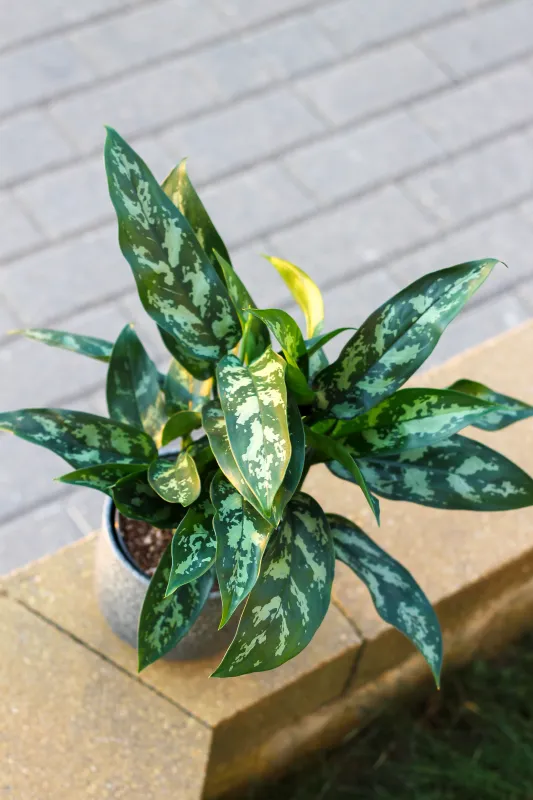 Аглаонема Мария / Aglaonema Maria