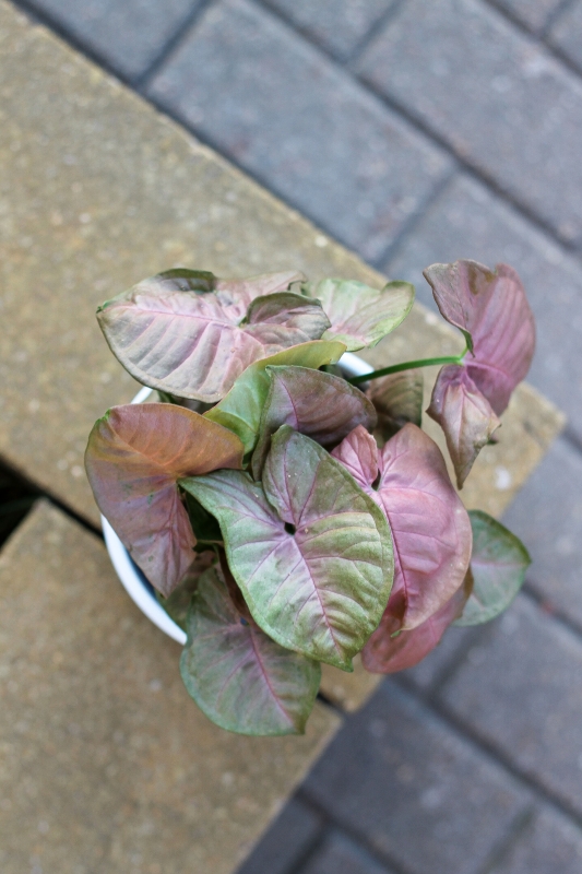 Сингониум Розовый Неон / Syngonium Pink Neon