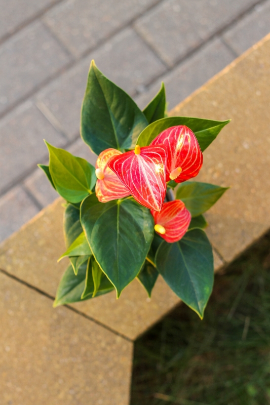 Антуриум Андрианум красный / Anthurium Andraeanum red 
