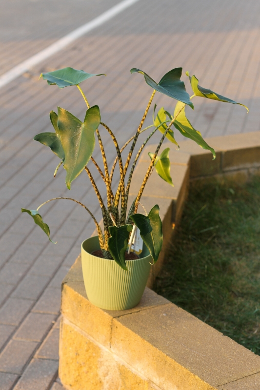 Алоказия Сибирский Тигр / Alocasia Siberian Tiger