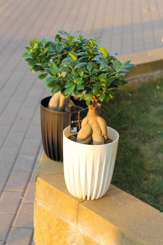 Фикус Гинсенг Микрокарпа / Ficus Ginseng Microcarpa