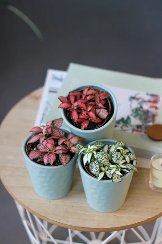 Фиттония / Fittonia