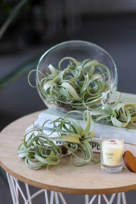 Тилландсия / Tillandsia