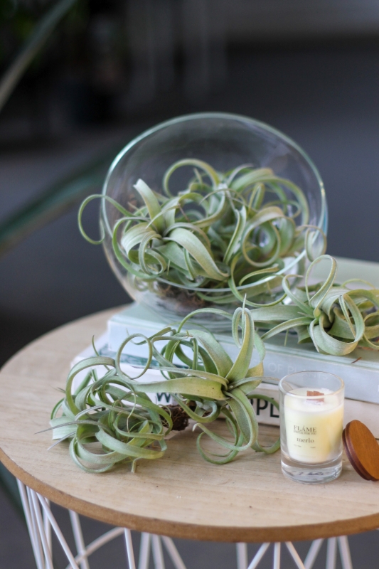 Тилландсия / Tillandsia