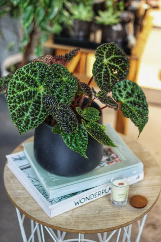 Бегония / Begonia