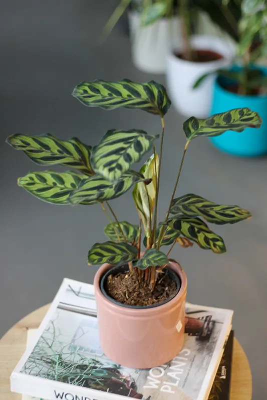 Калатея Макояна / Calathea Makoyana