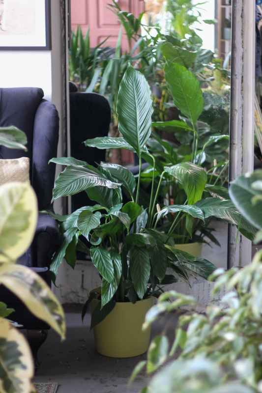 Спатифиллум / Spathiphyllum