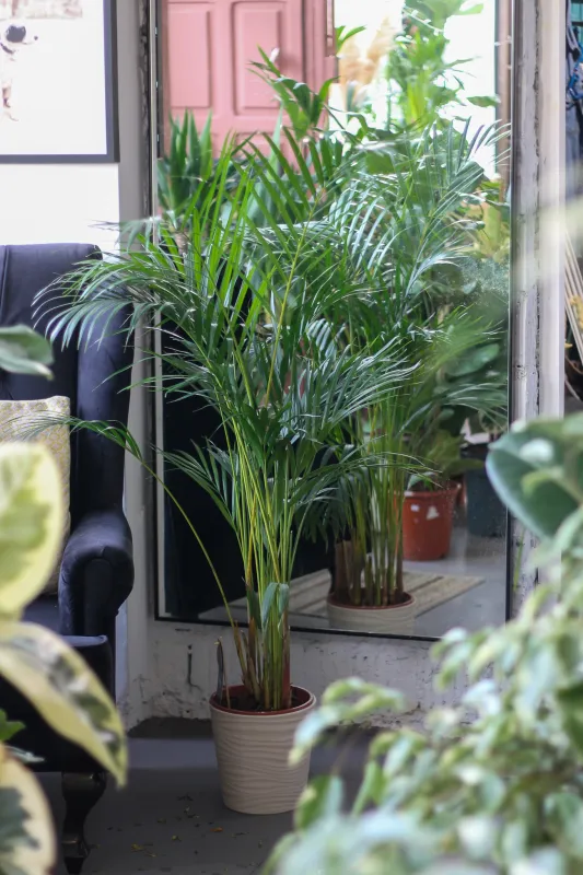 Арека / Areca