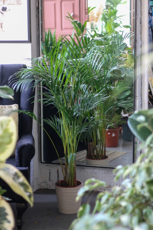 Арека / Areca