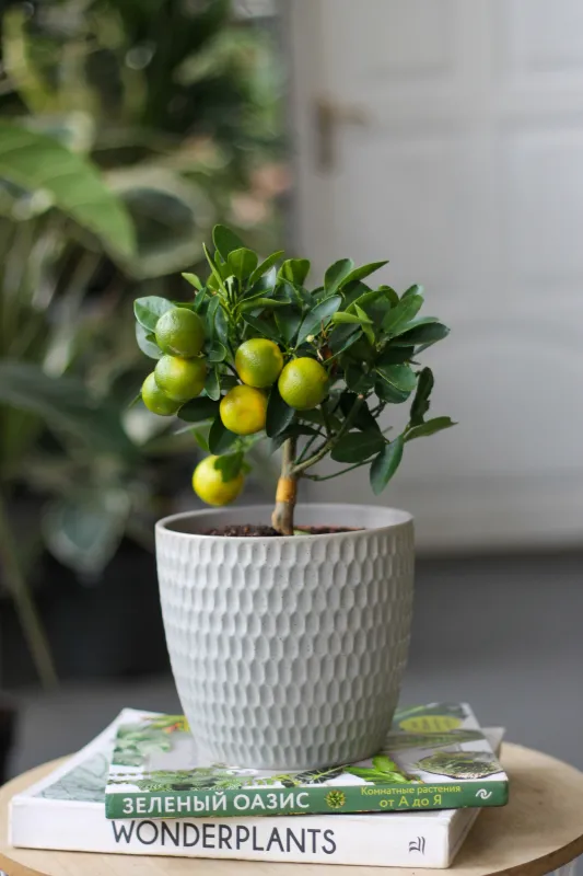 Каламондин / Citrus microcarpa