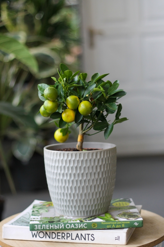 Каламондин / Citrus microcarpa