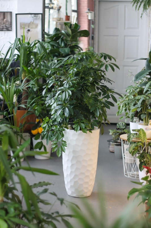 Шеффлера / Schefflera